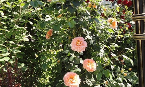 плетистая роза DSC04432.JPG